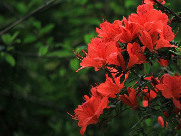 老鸦柿，映山红高山小叶耐寒。。。