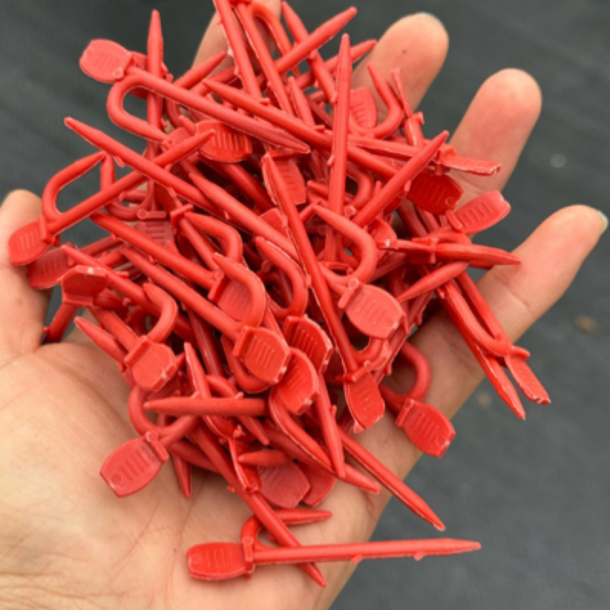 小叉子酢浆草长发系列用的100个左右固定枝条压枝小叉子