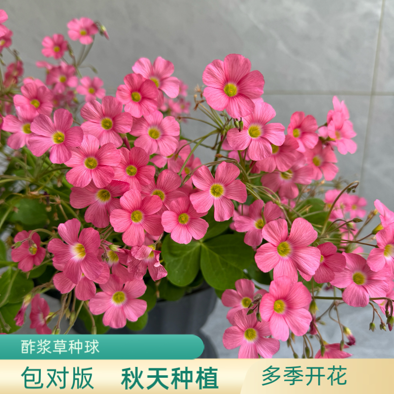上上花田 酢浆草种球【饼类酢矮生合集】大饼蛋蛋粉饼猩红饼多年生