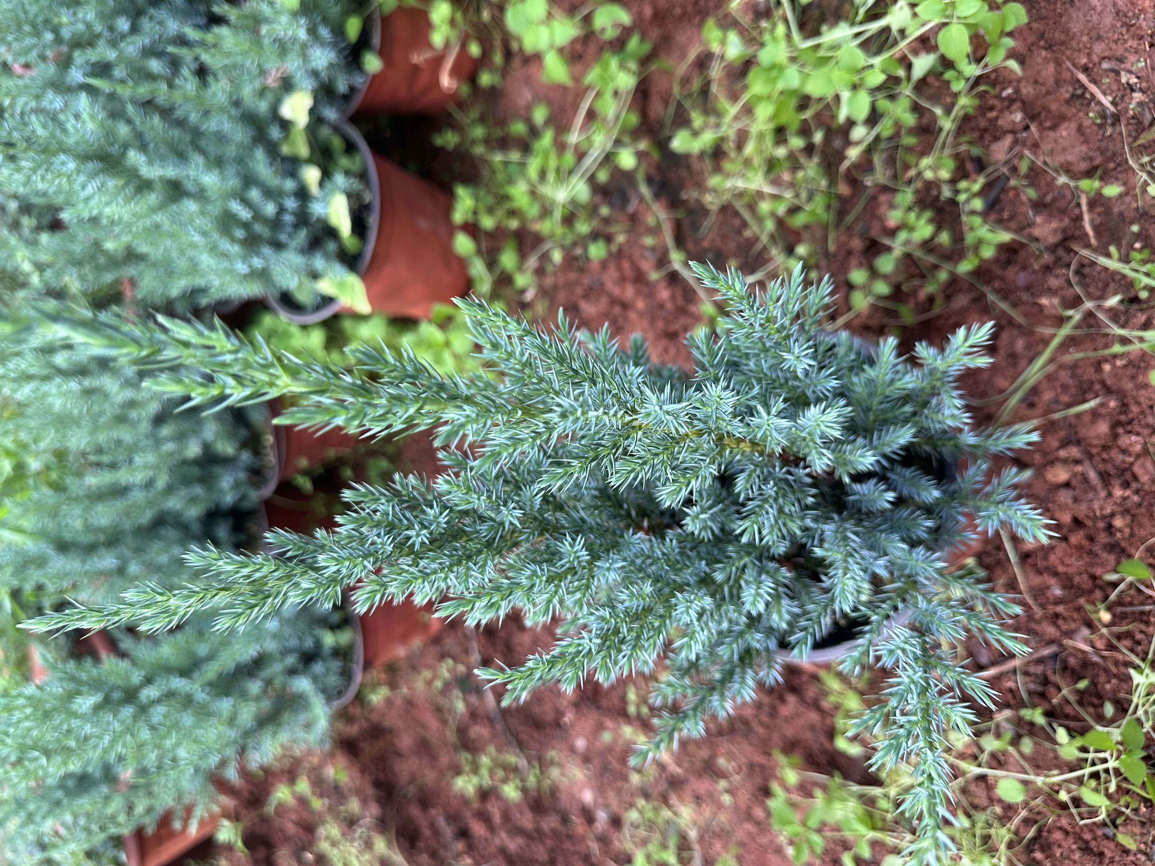 v岩柏，用手摸，枝叶有香味，生长于悬崖之上，现在属于人工繁育
