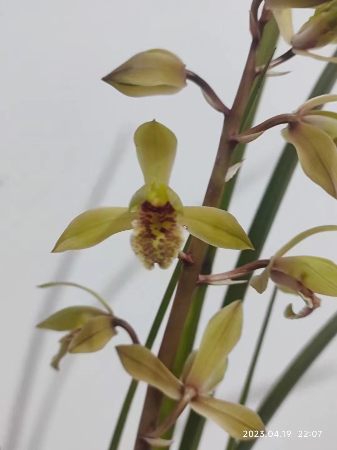 一杆多花，浓香型，九节兰，盆景