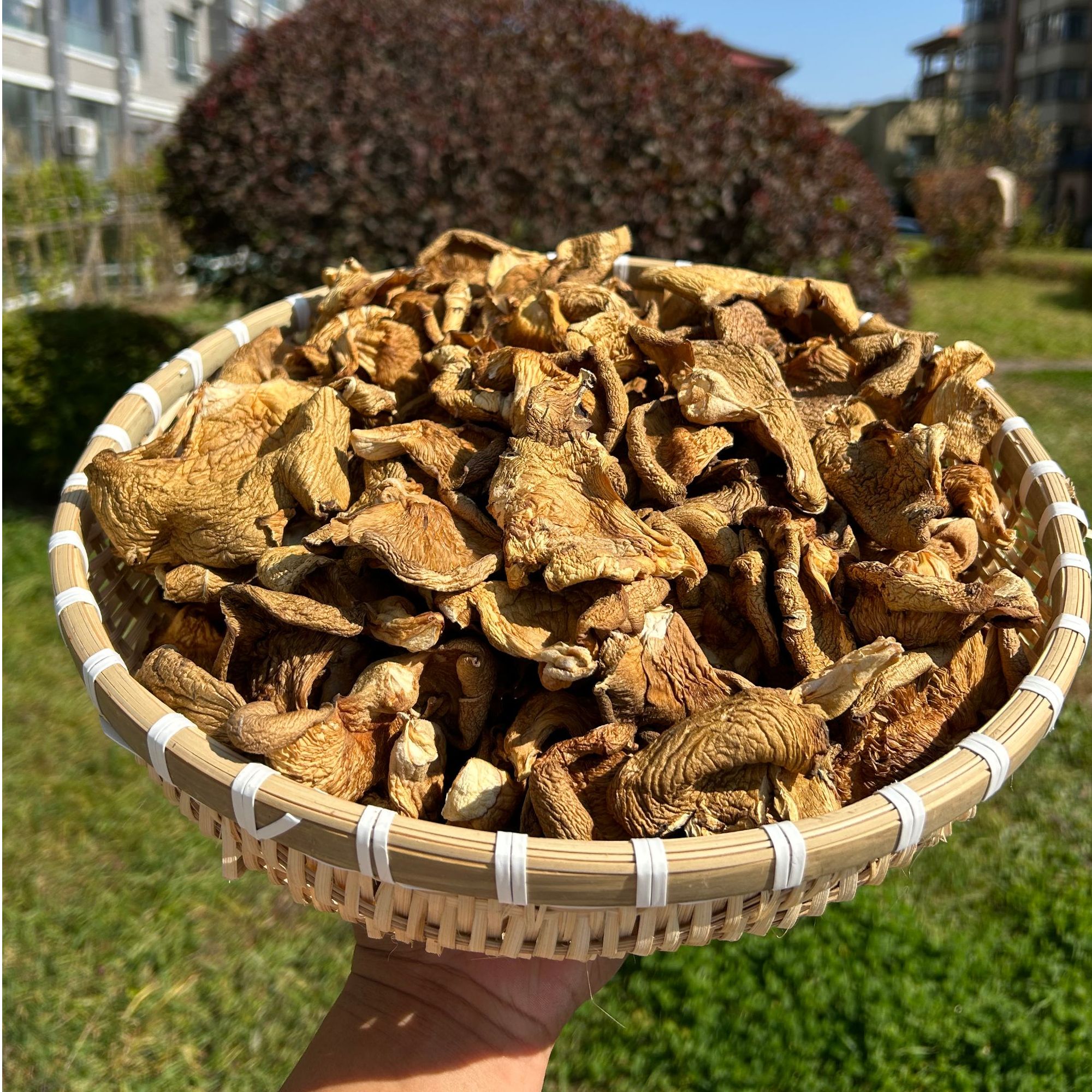 长白山冻蘑 元蘑  炖鸡炒肉煲汤  250g/袋