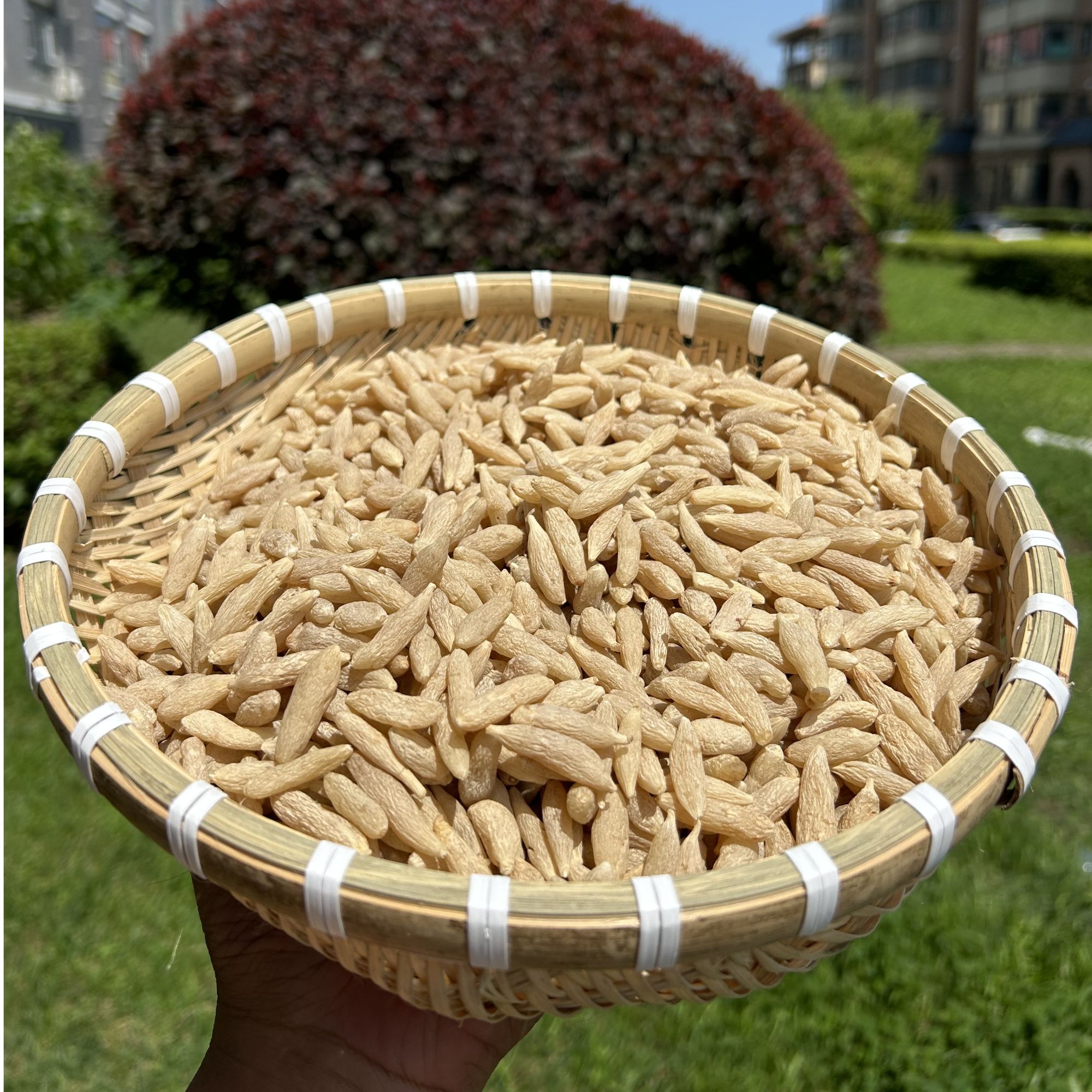 麦 冬 可搭配【西洋参 党参 黄芪 枸杞 】