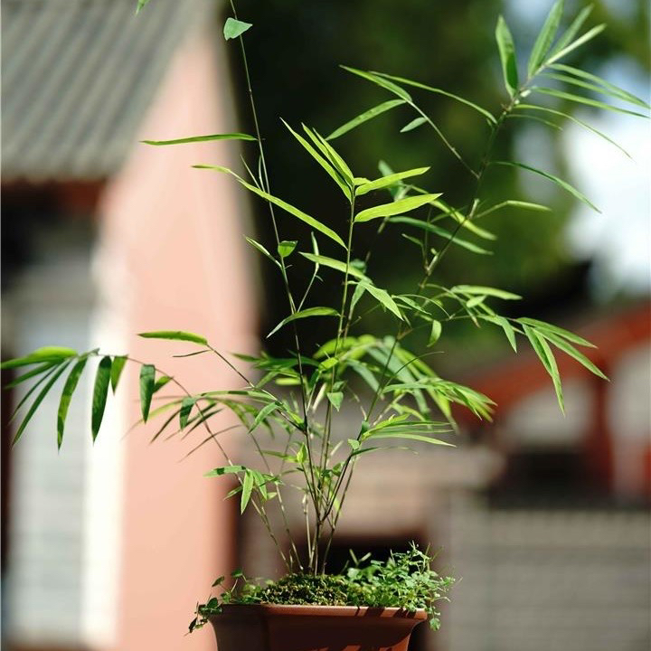 正宗内门竹正品内门竹室内竹子盆栽茶桌绿植盆景室内客厅办公室放