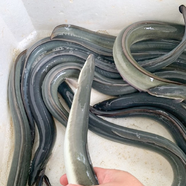 【活体】鳗鱼 白鳝 白鳗 20-40公分50g/条