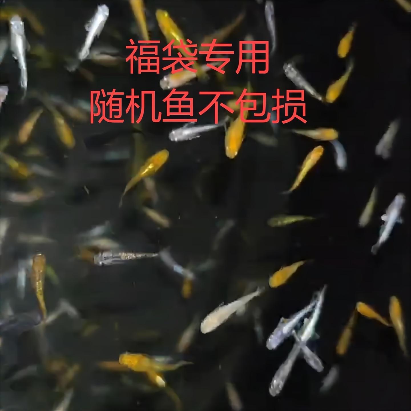 海王星繁殖组3条2cm打底不保损