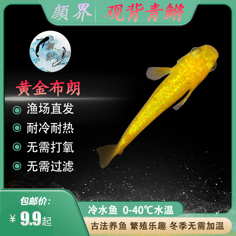 观背青鳉黄金布朗星光渔场直发古法养鱼小鱼观赏鱼冷水鱼活体饲养