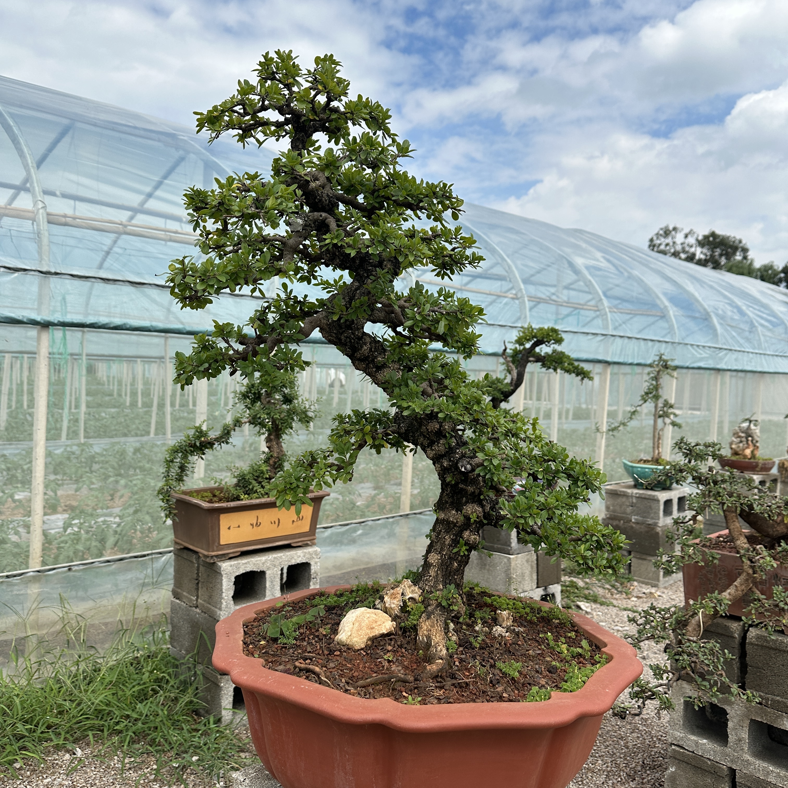 滇景园盆景：铁马鞭、瑞香、黄杨、荀子、清香木、小石积下单