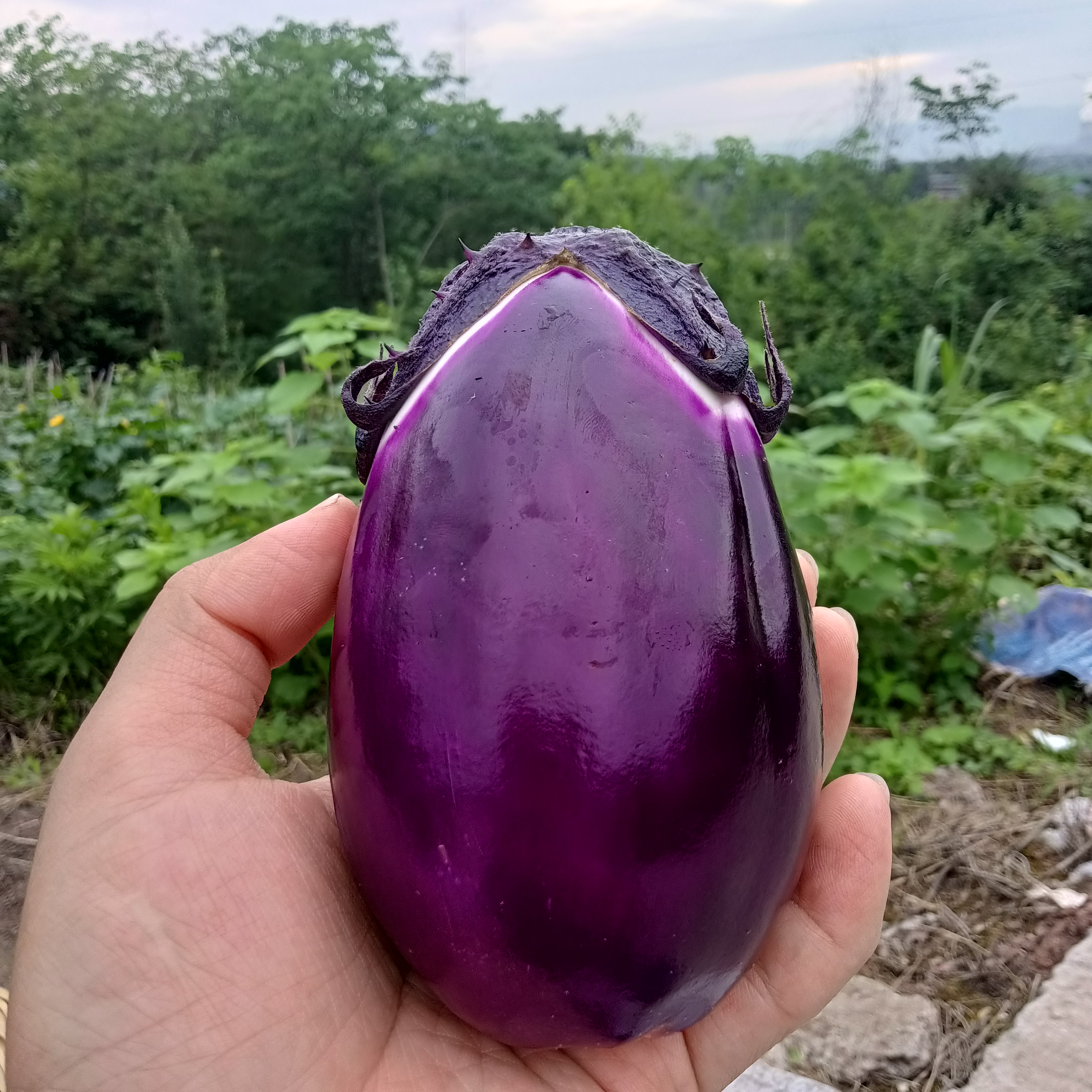 圆茄子农家圆茄子新鲜圆茄子新鲜应季蔬菜农户自家种植蔬菜