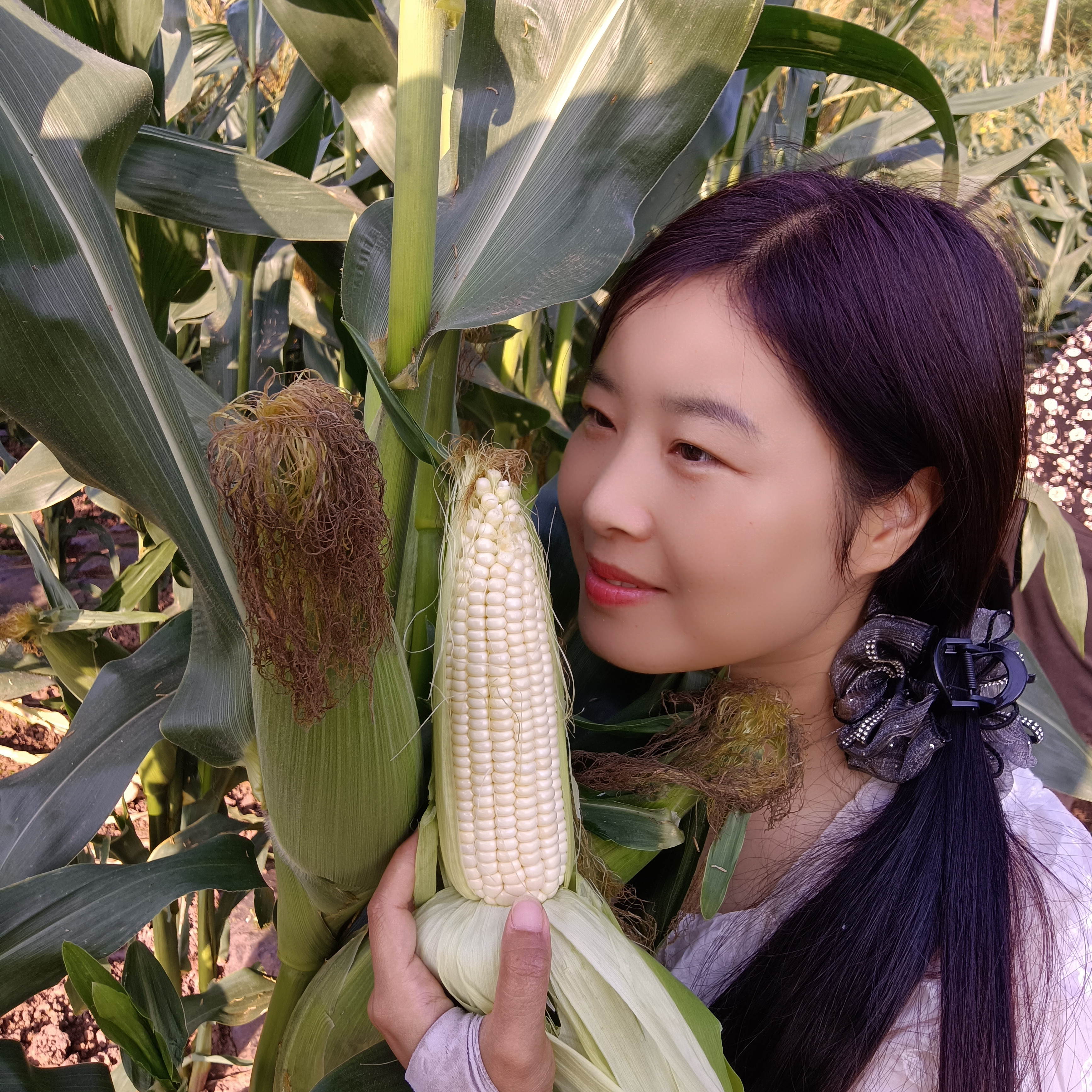 糯甜白玉米农家玉米新鲜玉米农户自家种植玉米新鲜应季蔬菜