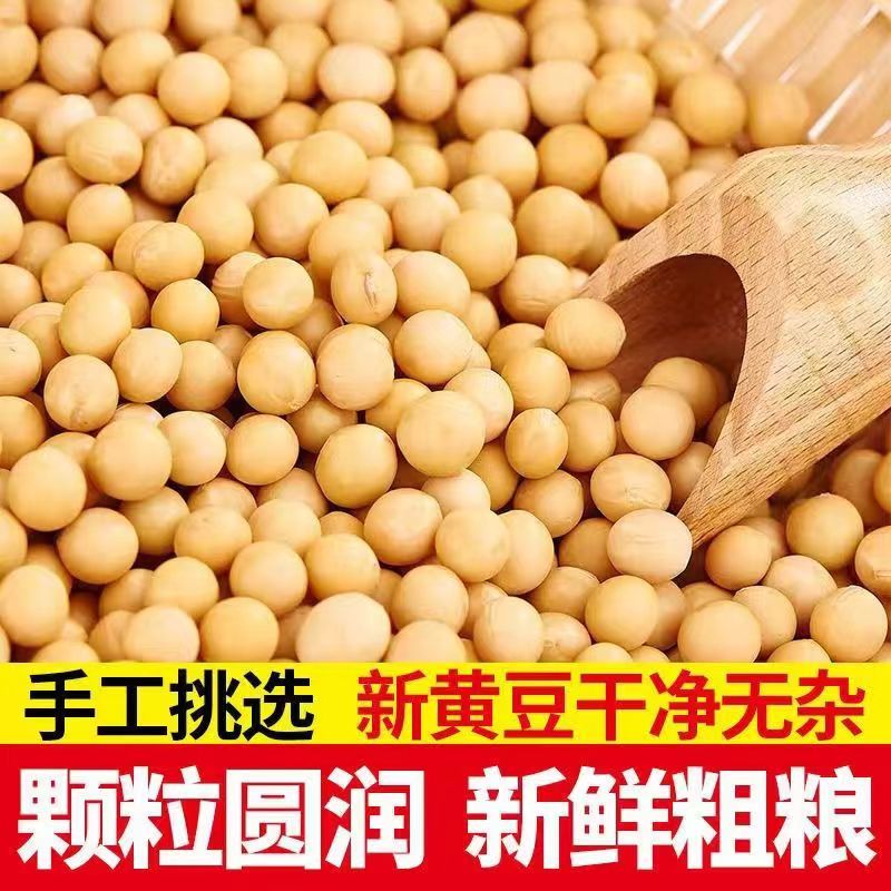 【助农】黄豆非转基因打豆浆新鲜干货种子豆子五谷杂粮发豆芽高蛋白