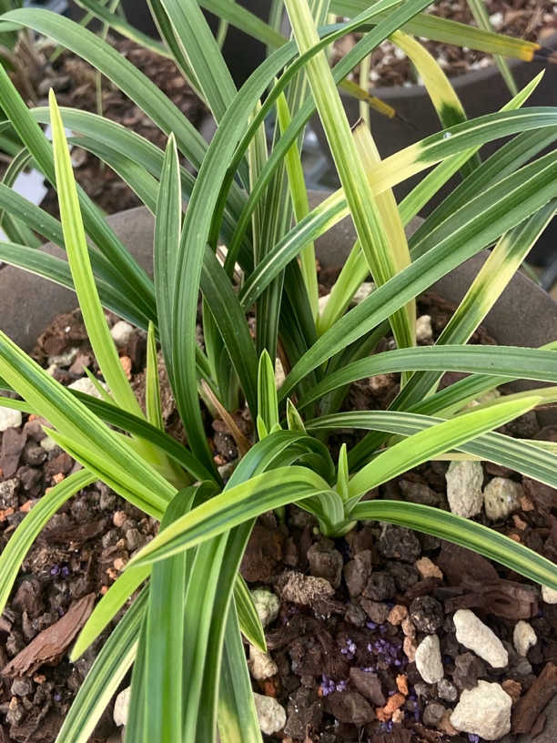 蕙兰浓香型 芳香四溢