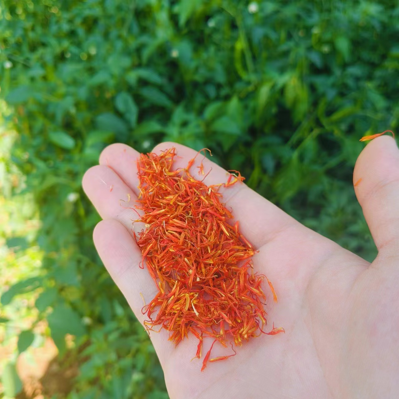 癜红椛-【净含量】50g