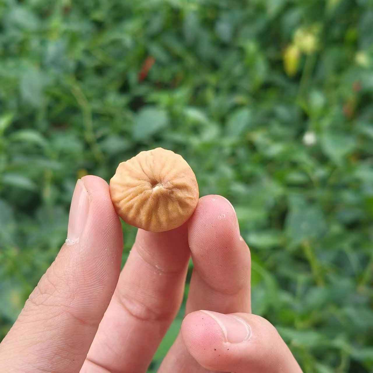 无花果-【净含量】250g-500g