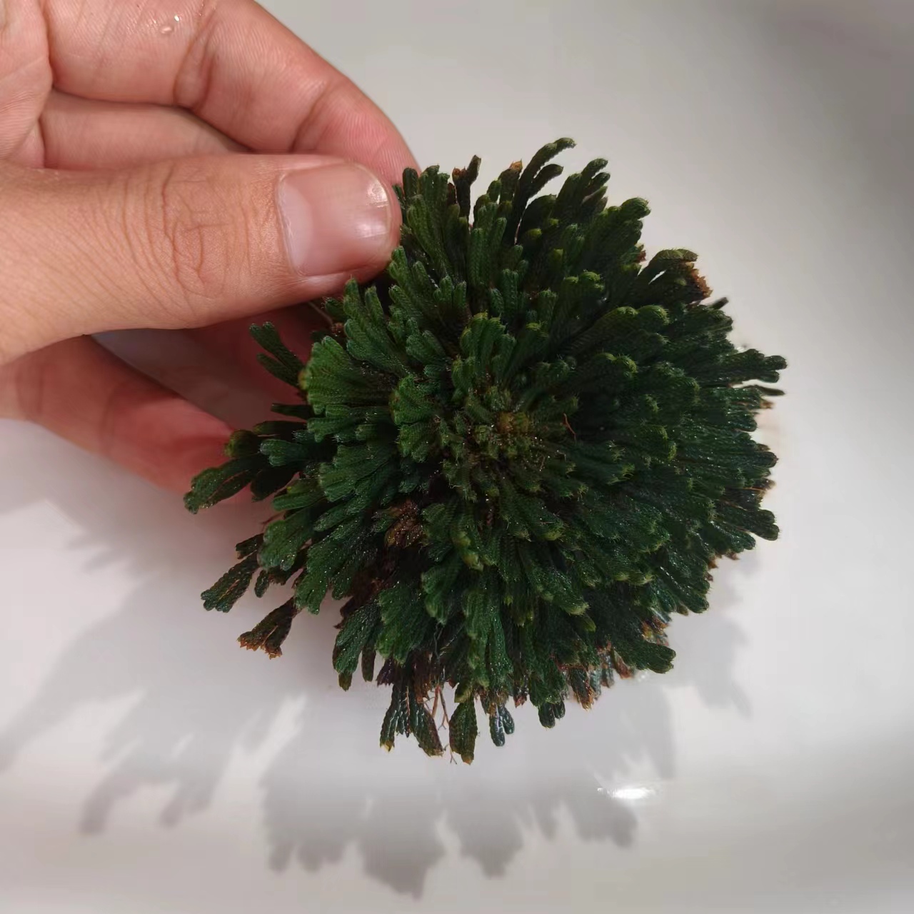 神仙草-【净含量】50g-250g