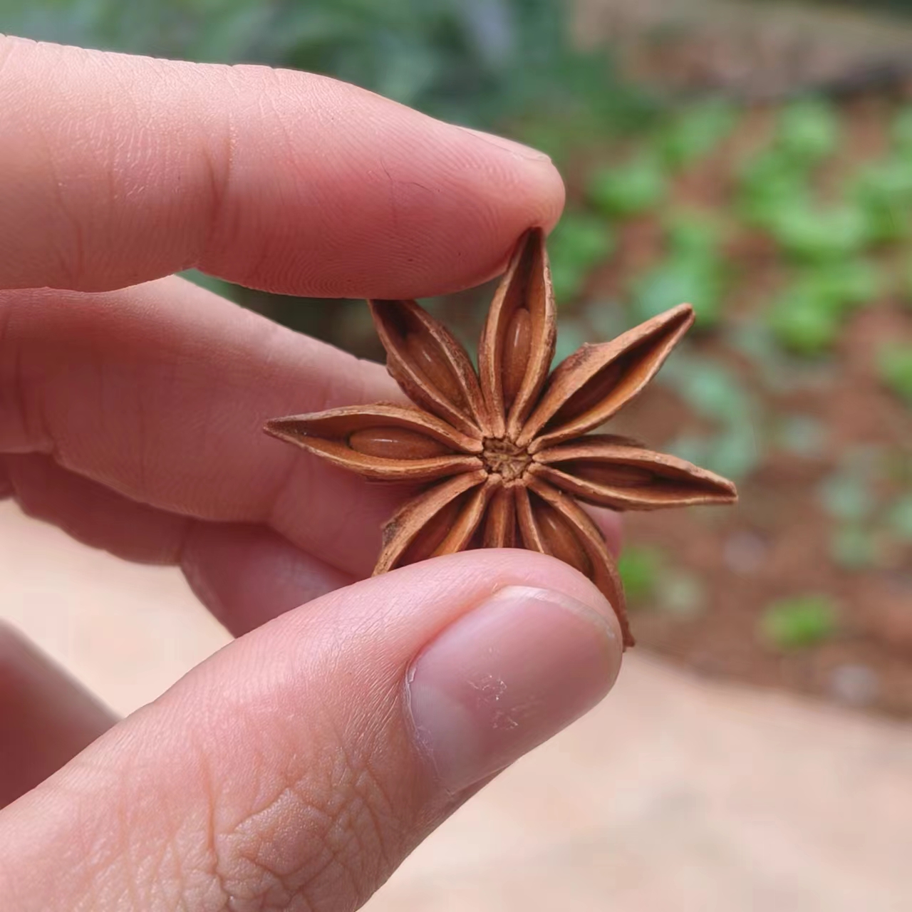 八角【净含量100g】