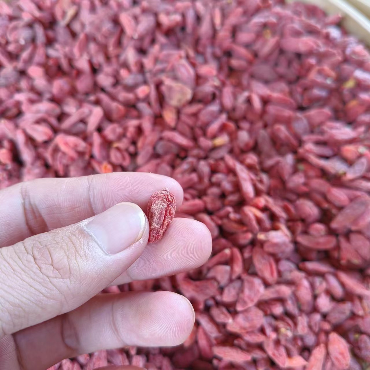 枸杞-【净含量500g】
