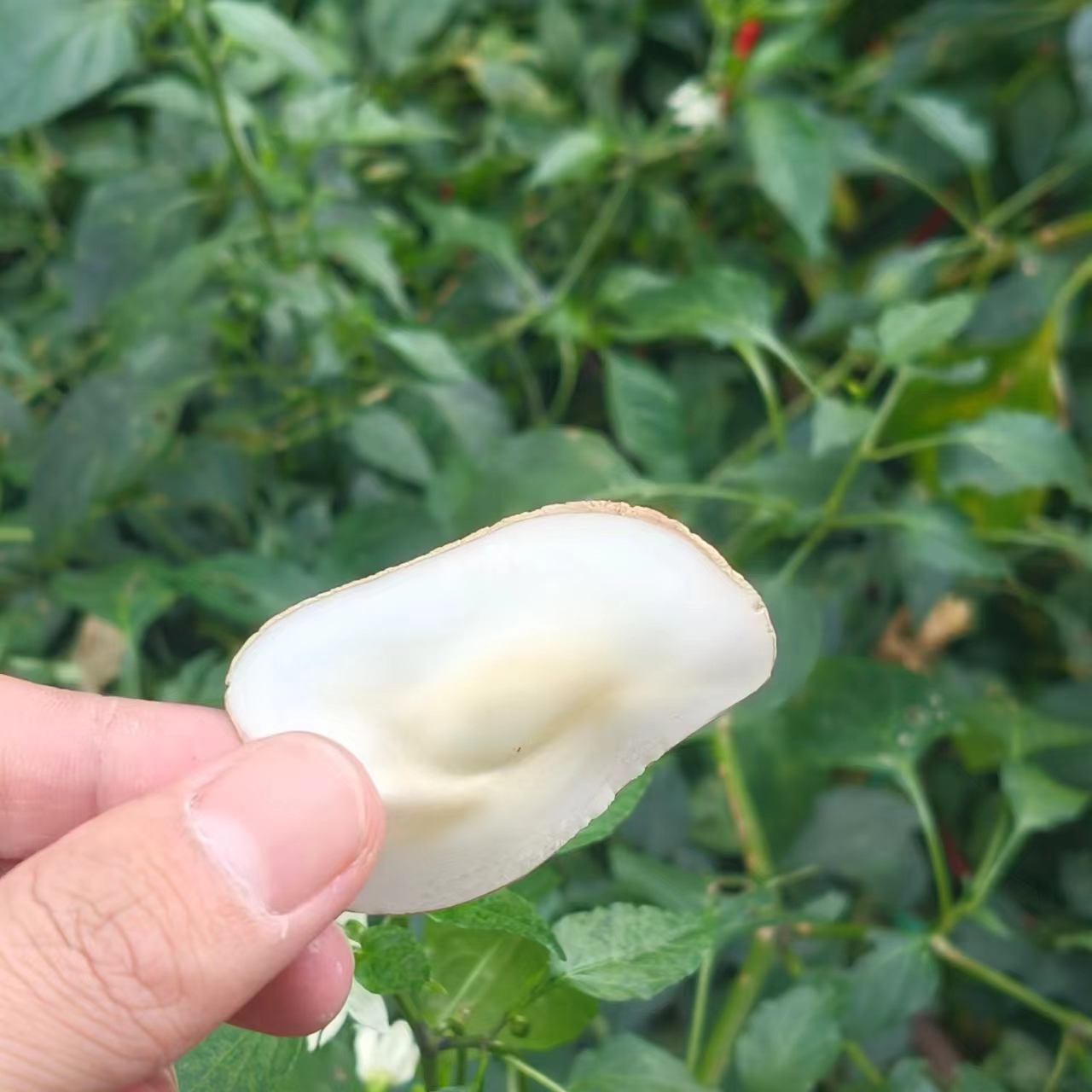 海底椰-【净含量】250g