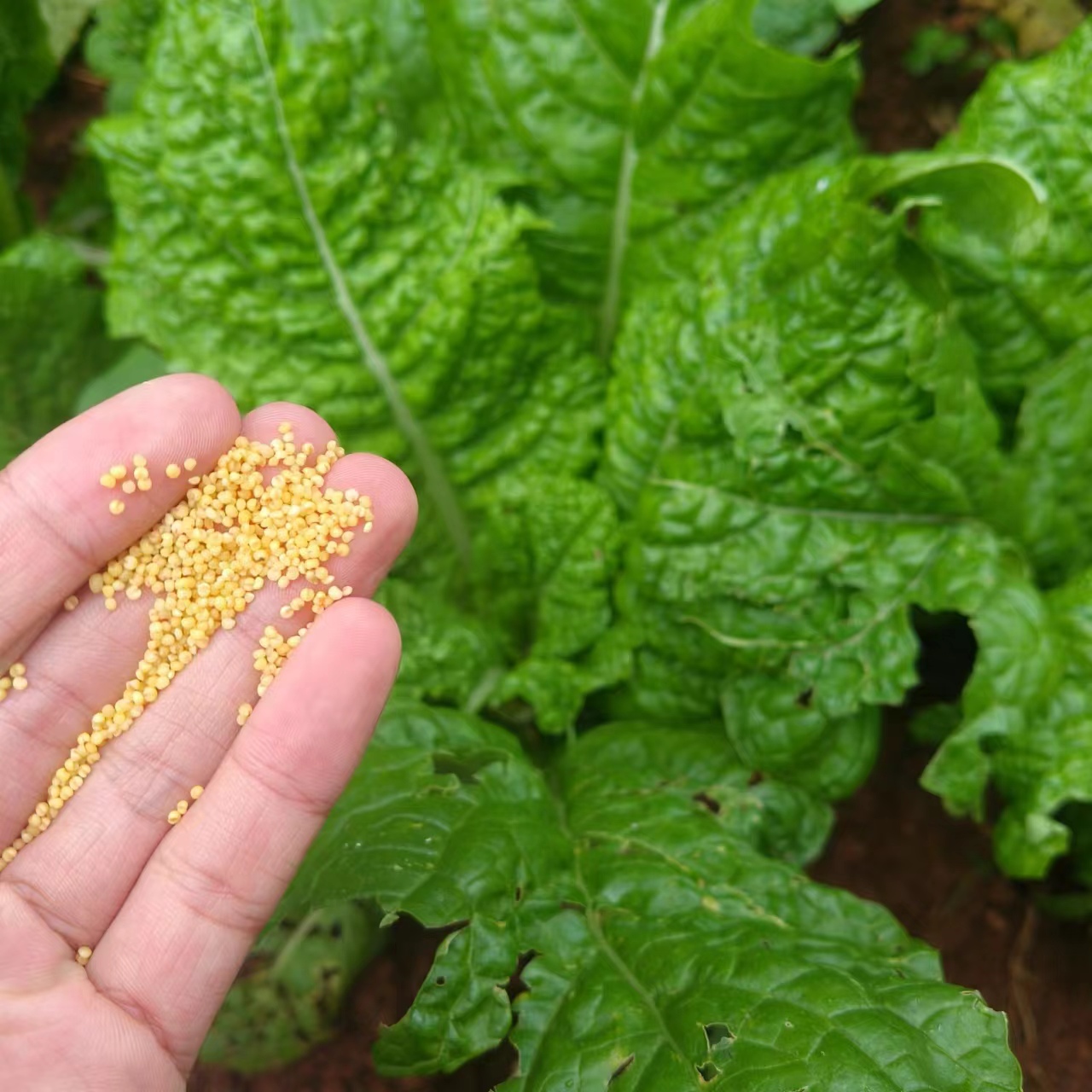 高原梯田䒕米-【净含量】2500g