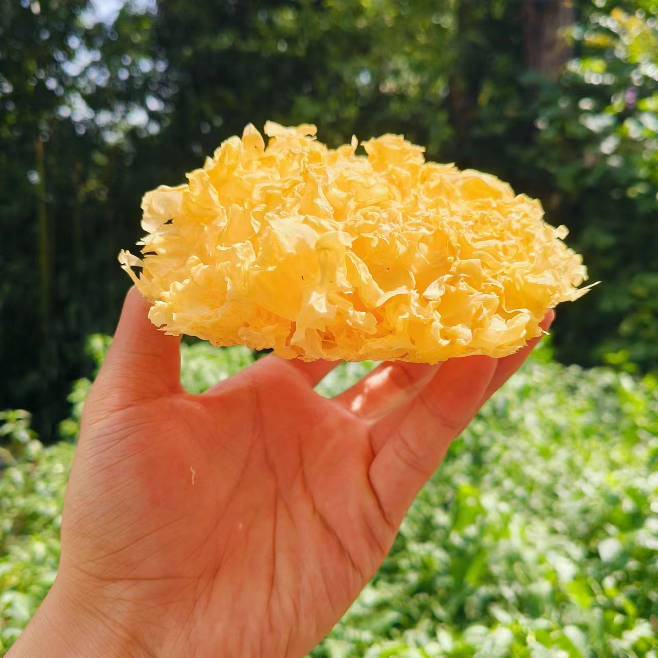 銀耳-【净含量】250g-500g
