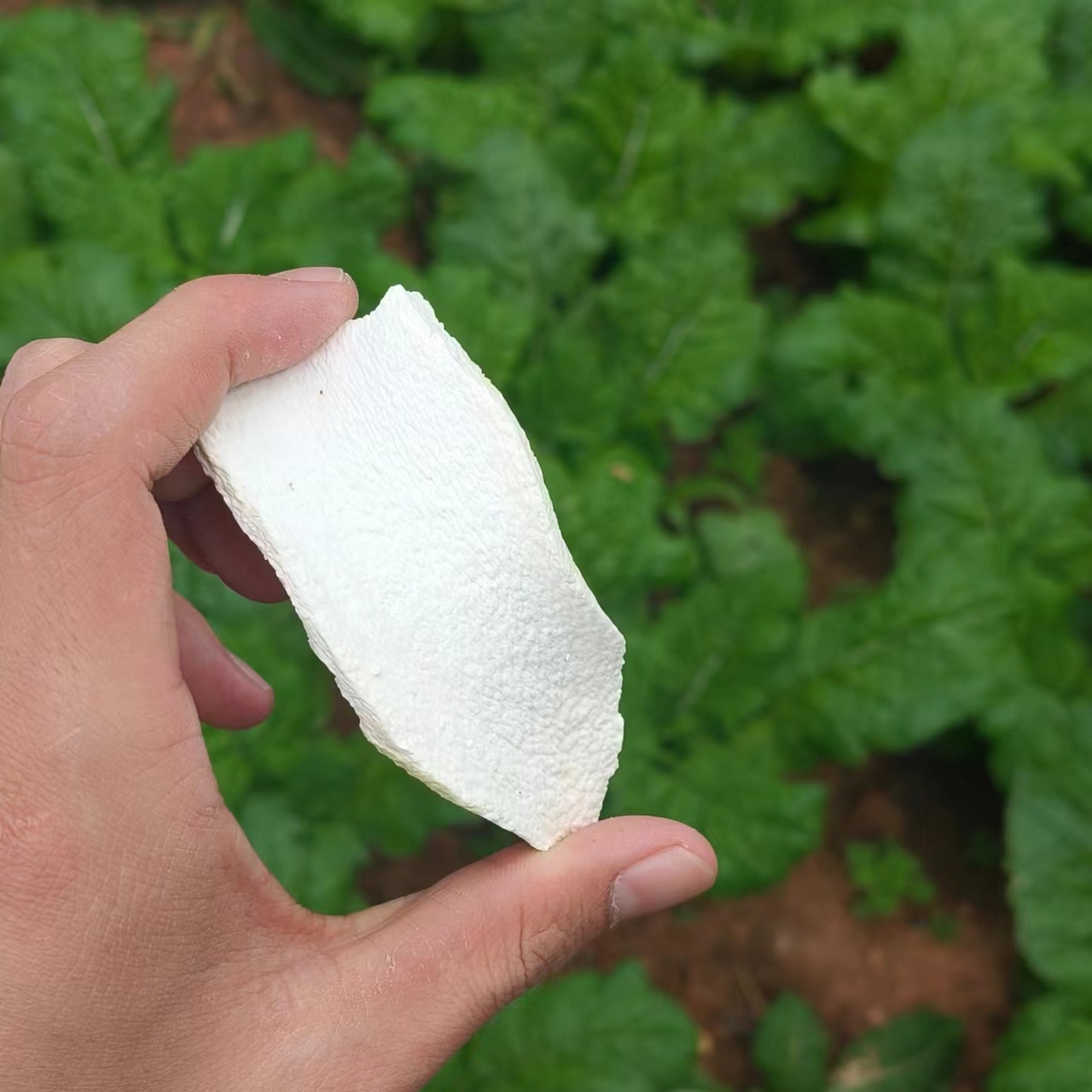 淮山药-【净含量】500g