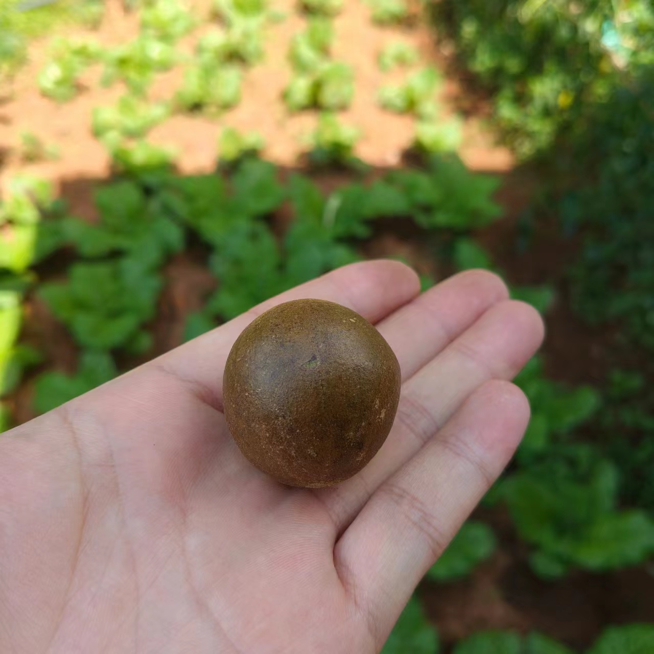 罗汉粿-【净含量】15个