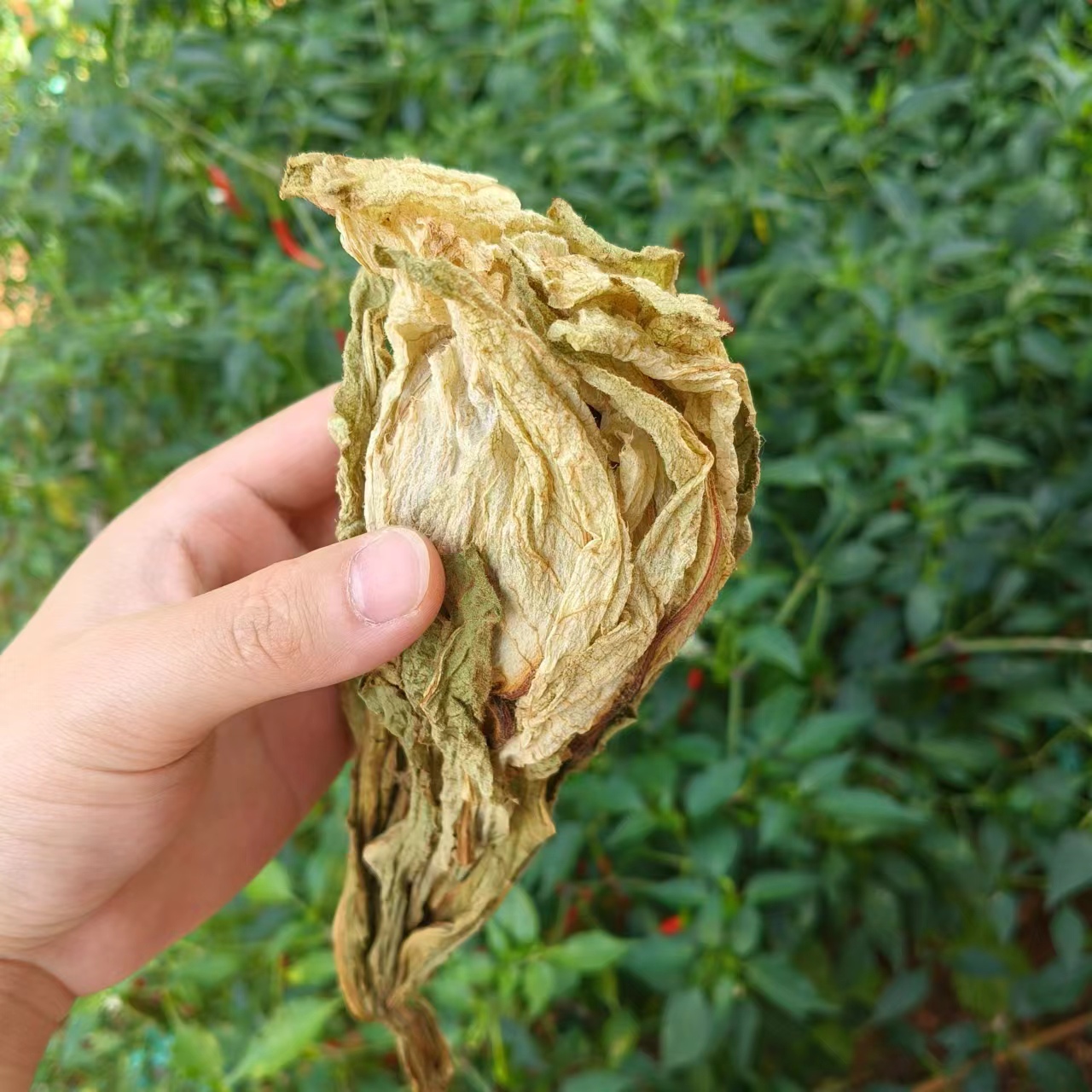 天汕鱈连-【净含量】20g-100g
