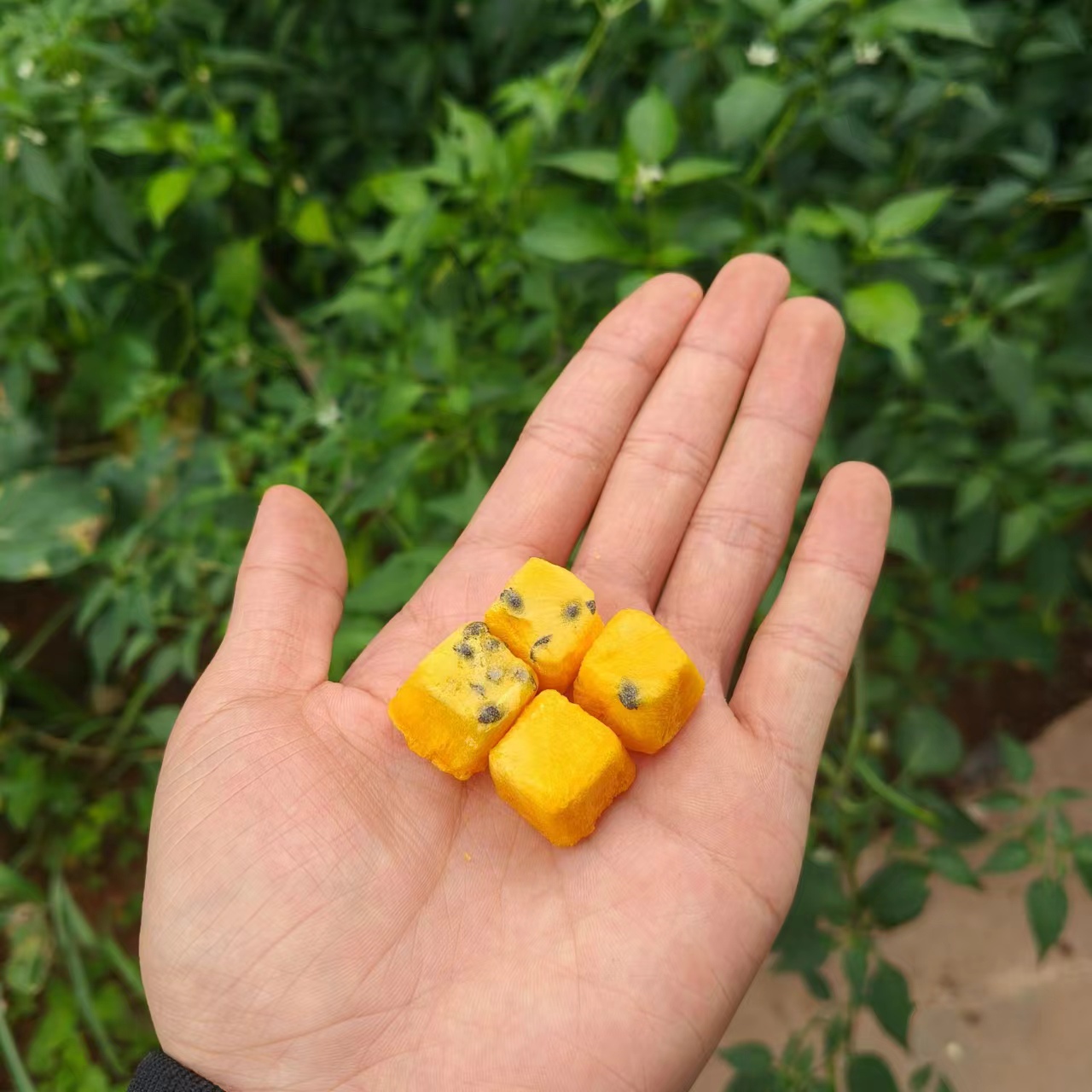 百香果丁-【净含量】 100g