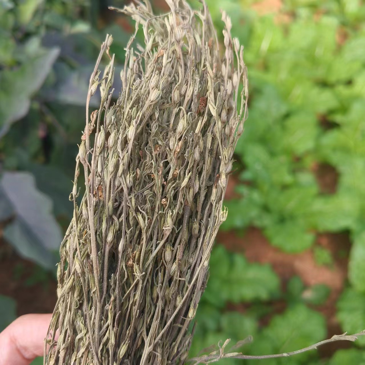 娃娃琻草-【净含量】250g-500g