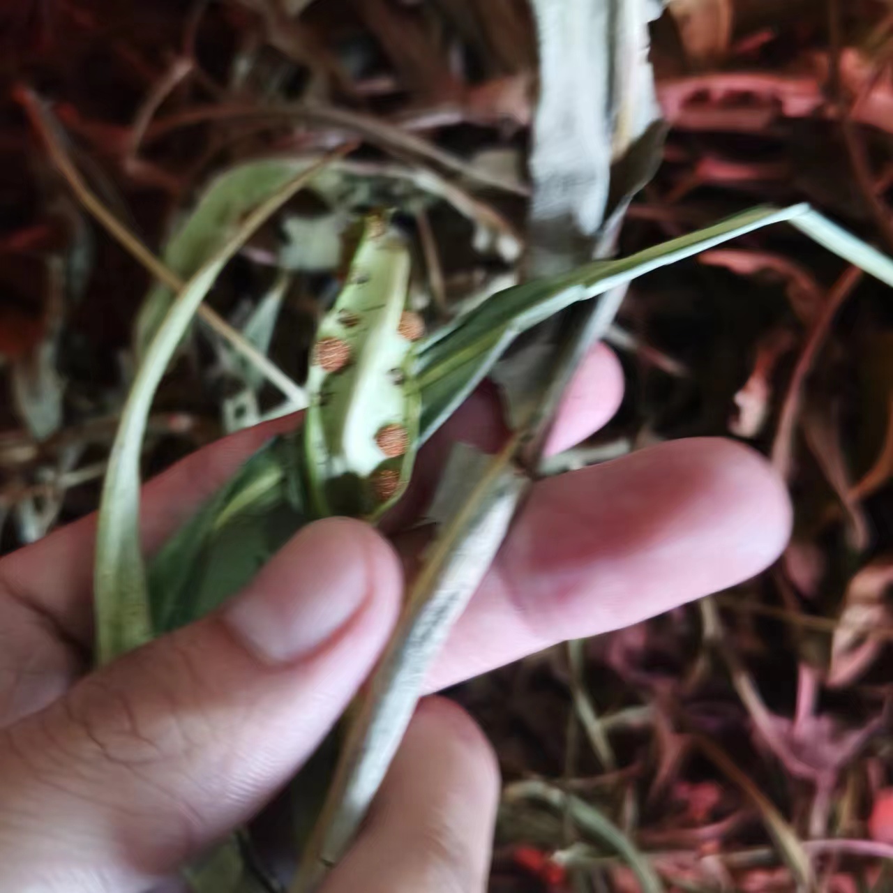 华-石-草【净含量】250g