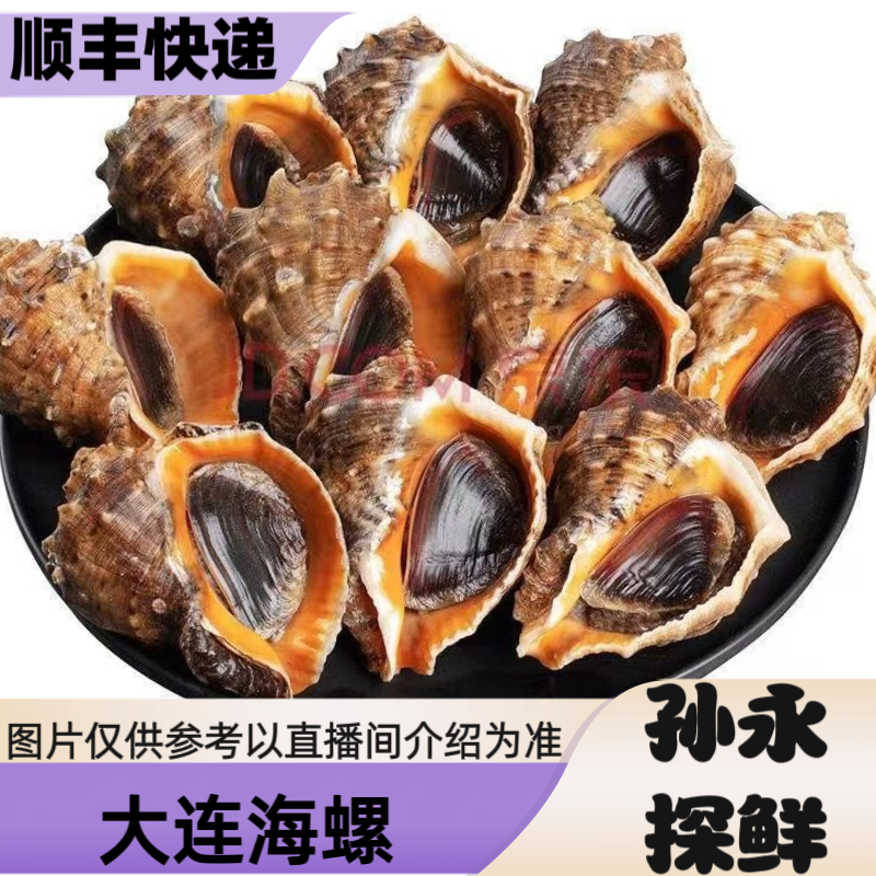 【孙永探鲜】大连当地鲜活海螺//实时价格现场称重(保鲜不保活)