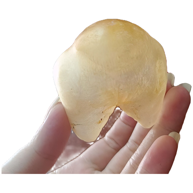 广东蔡琴滋补商行 鸡泡鱼胶 老腊厚肉 0腥味 口感好 爽滑