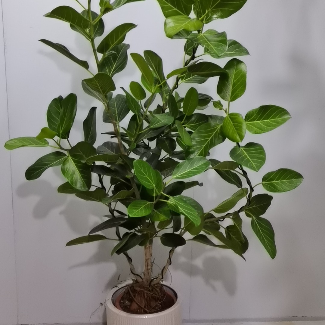 高山榕室内净化空气绿植