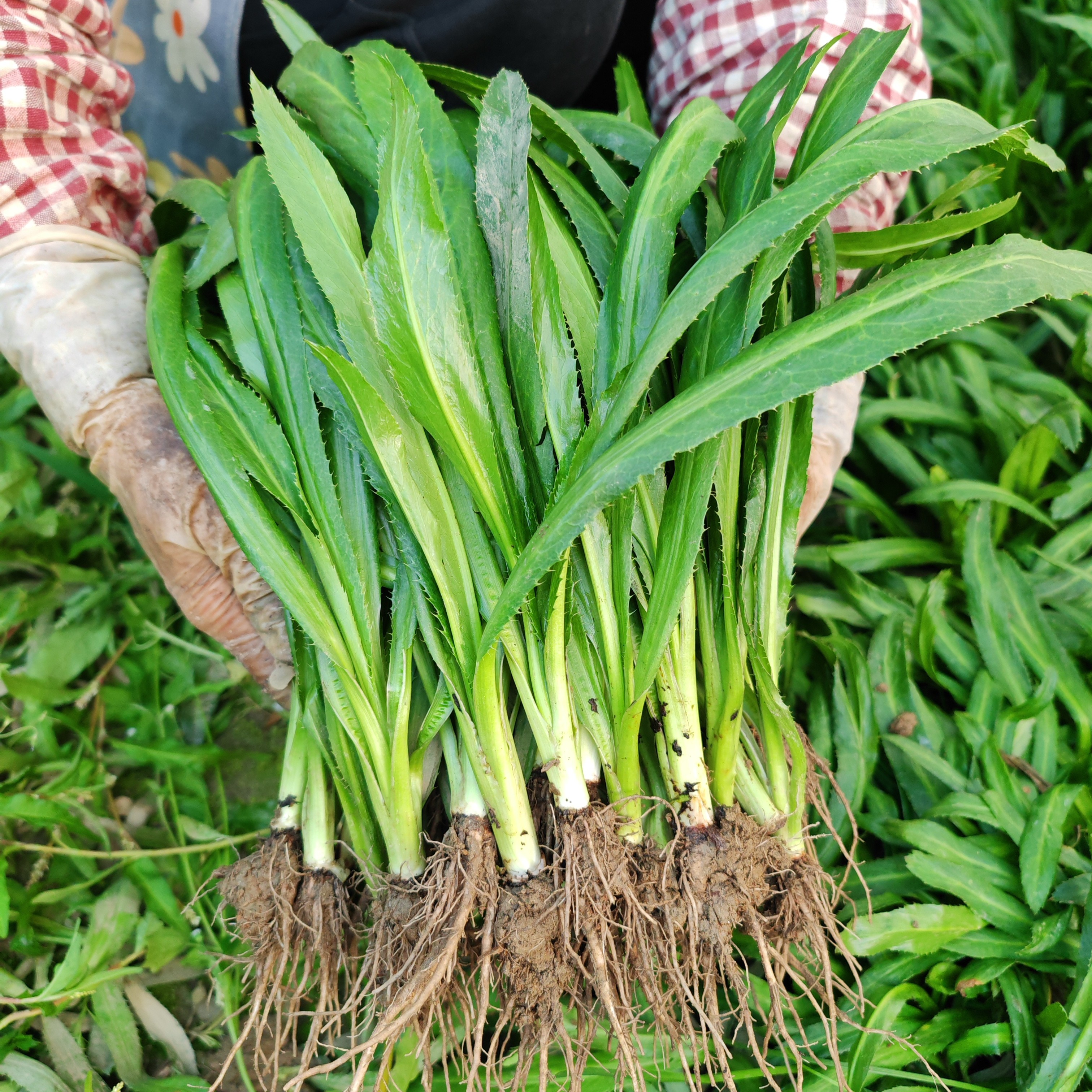 带根老缅芫荽新鲜有根大香菜刺芹云南德宏大芫荽农产品100克种植