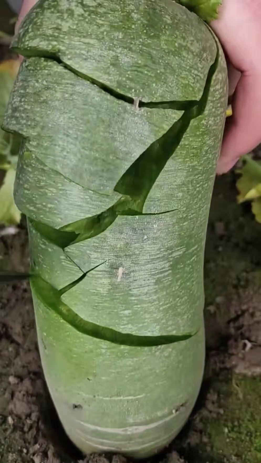 天星02号水果萝卜  天津市志强沙窝萝卜  