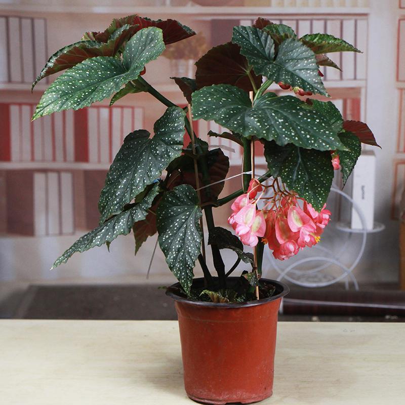 乌市发货新疆包邮竹节海棠花盆栽包邮大叶斑点四季斑叶竹节秋海棠