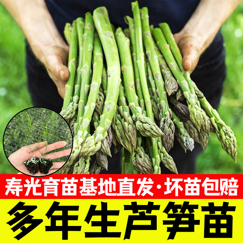 芦笋根苗芦笋苗四季种植批发绿芦笋苗庭院阳台盆栽绿植食用蔬菜苗
