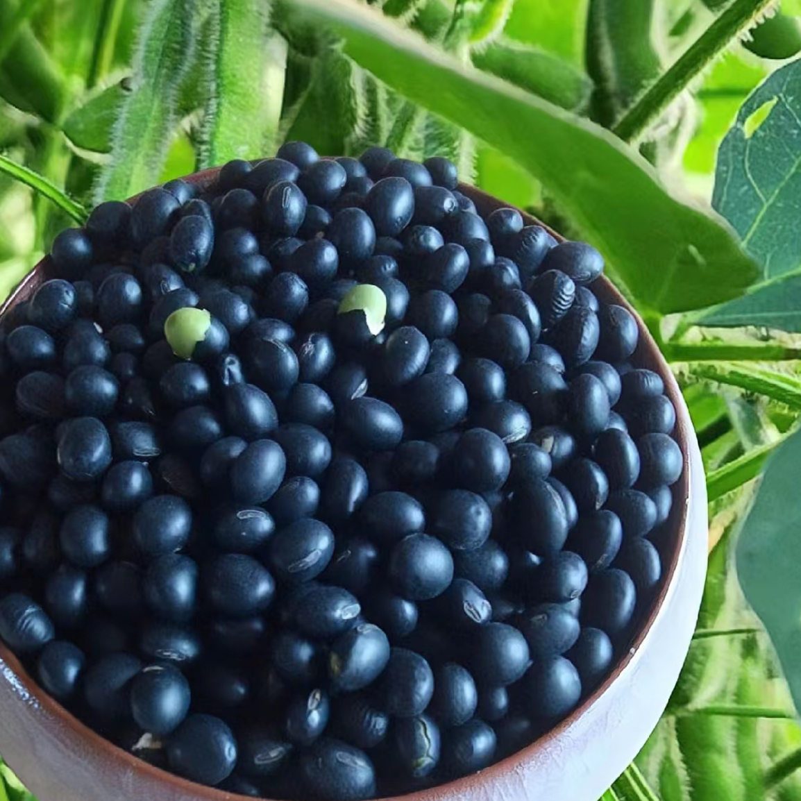 广西农村优质新鲜黑豆