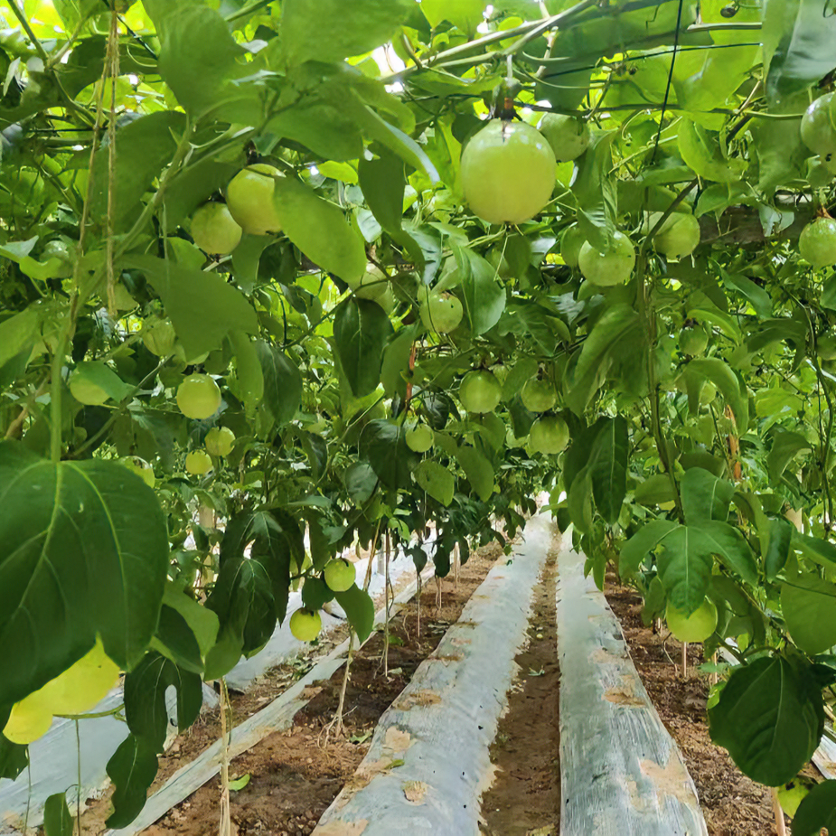 广西钦蜜9号百香果现摘现发