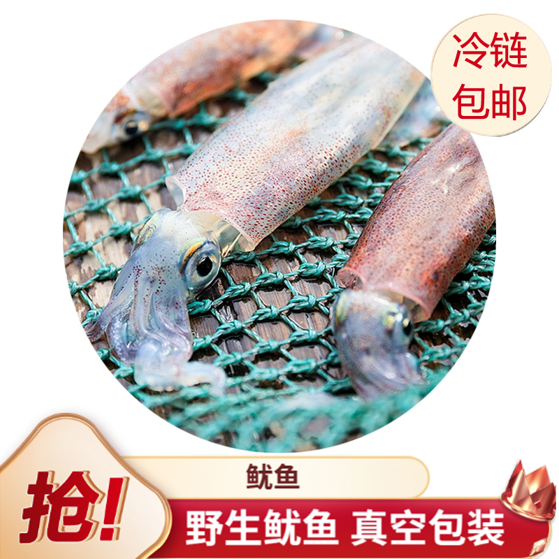汕尾港野生 海钓活鱿鱼 50%左右有带籽 包脆包不缩水