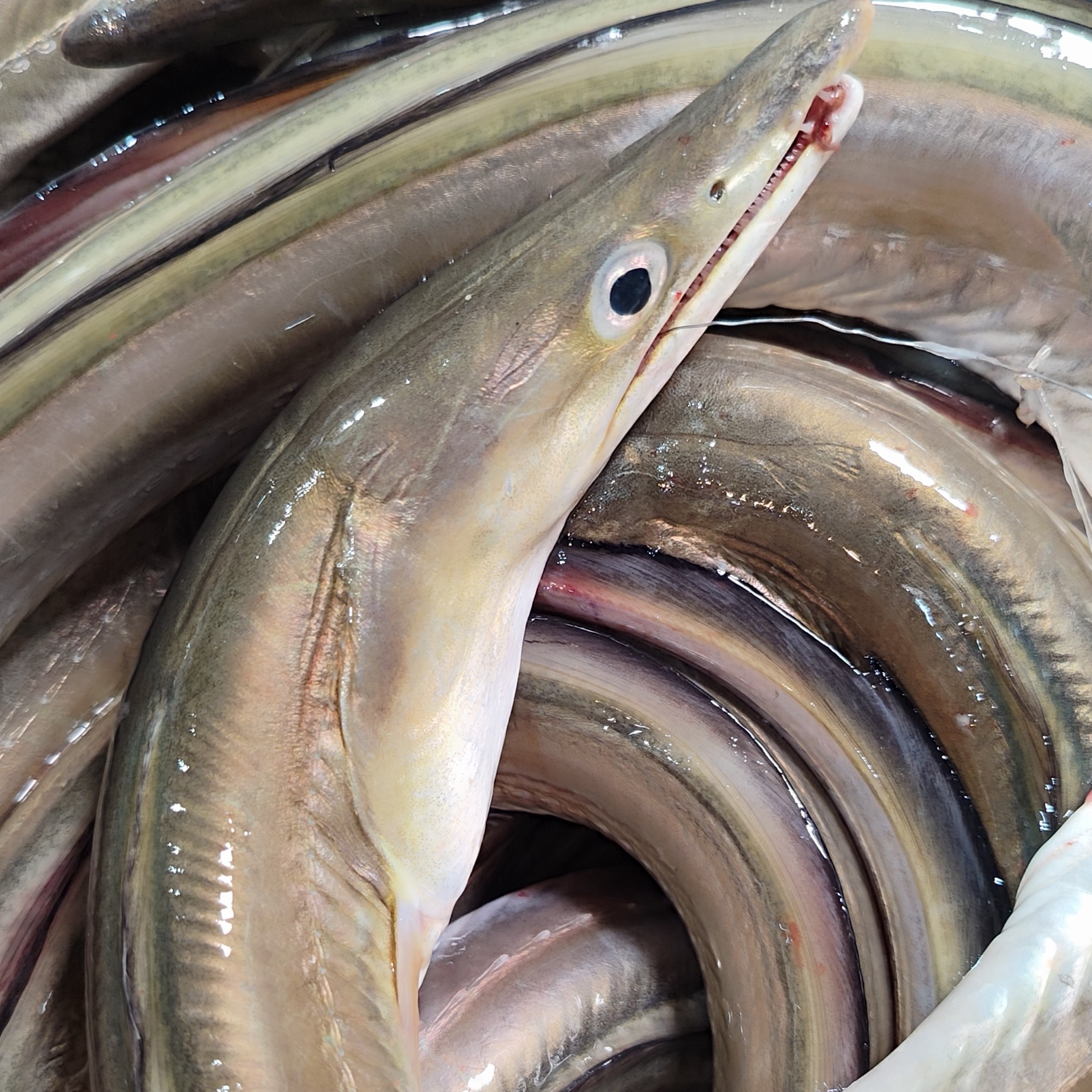 广东汕尾本港海钓鳗鱼麻鱼