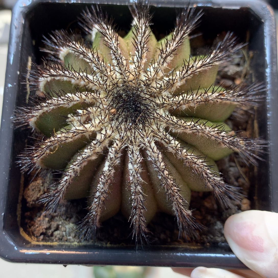 12号 自根 优博球7公分