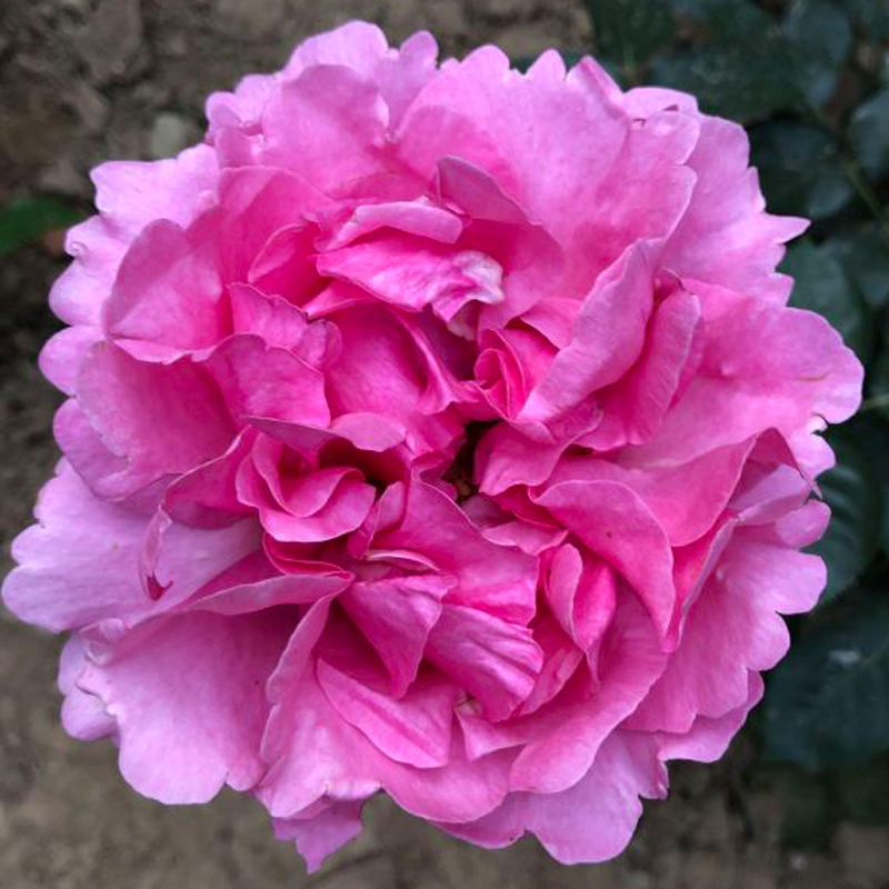 伊芙珍妮洛德 纯伊芙系列新品浓香切包灌木花卉
