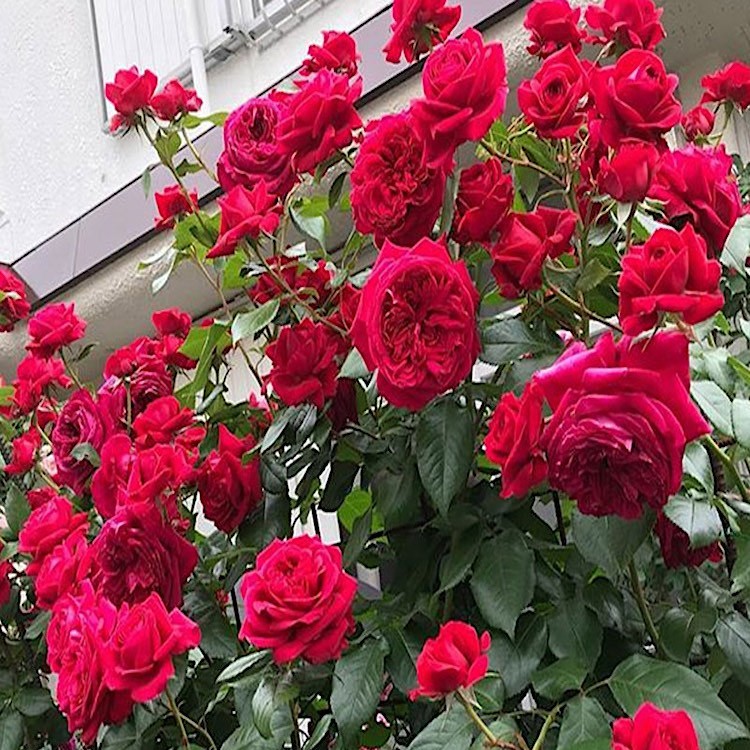 玫瑰国度天使藤本四季阳台庭院耐荫爬藤浓香花卉植物