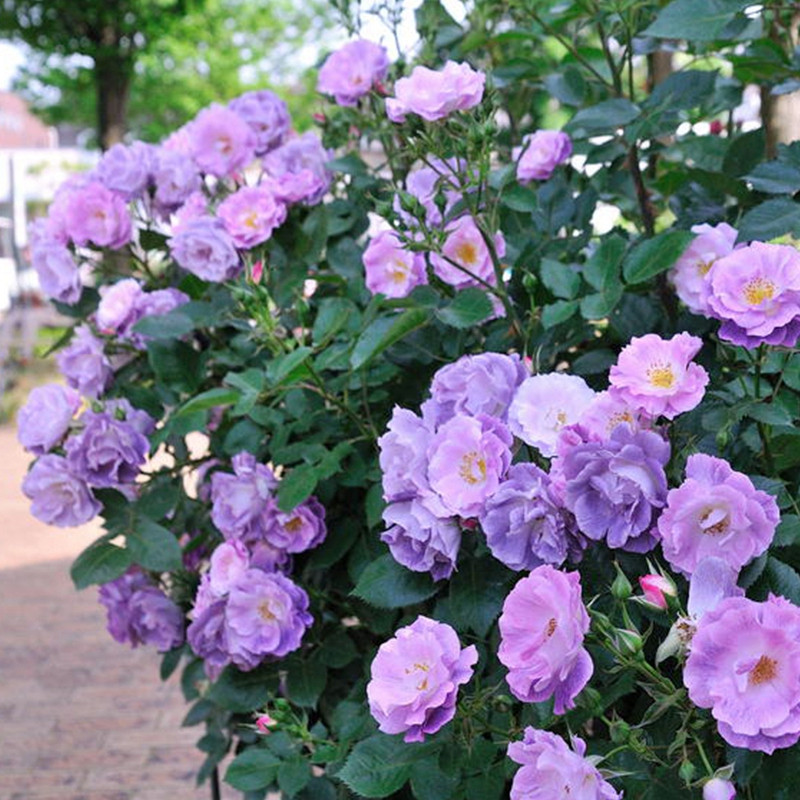 蓝色梦想灌木多头蓝紫色切花浓香颜色梦幻
