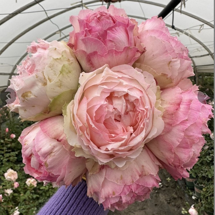 佩尔朱克 新品日月灌森大花阳台地栽浓香花卉四季开花