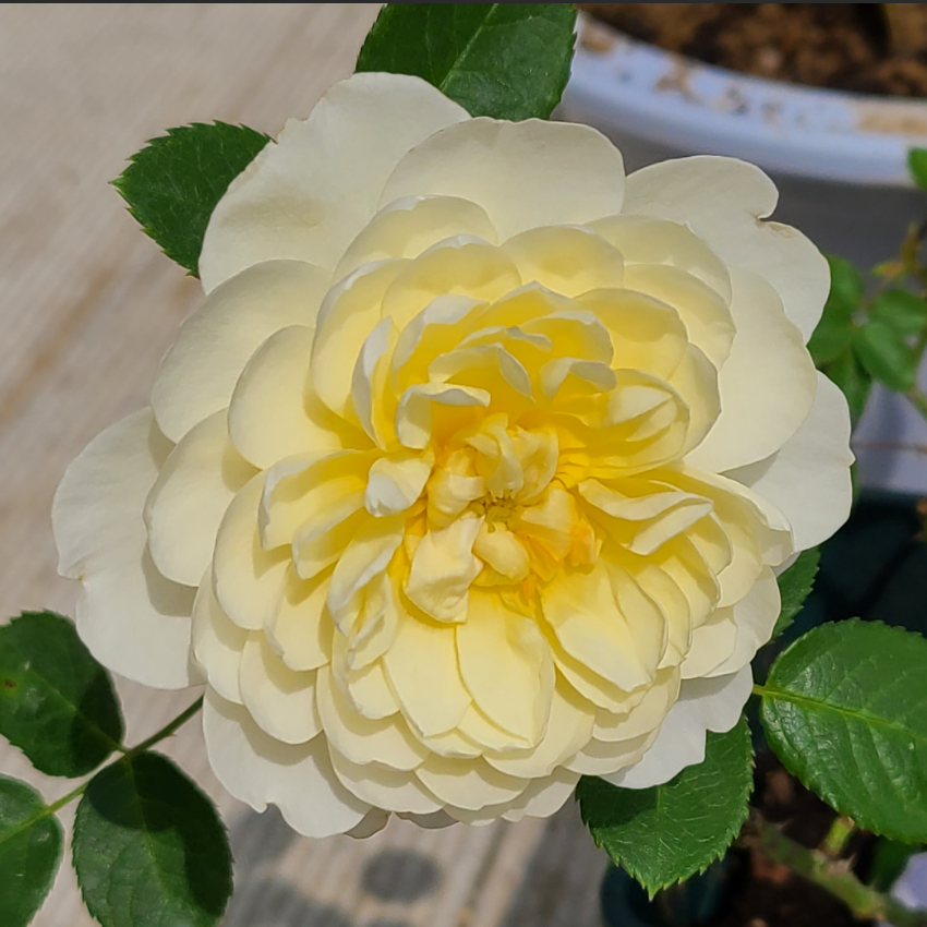 伊莫金 灌木 中香 抗病 多季节重复开放 