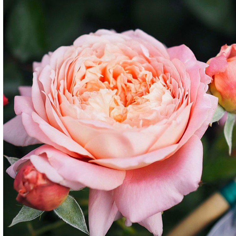 超新品  玫瑰哲理/米歇尔翁弗雷灌木桃粉色大花中型香