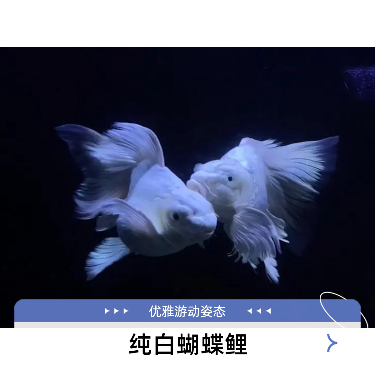 直播间精品球体高品质蝴蝶鲤观赏鱼包邮到家