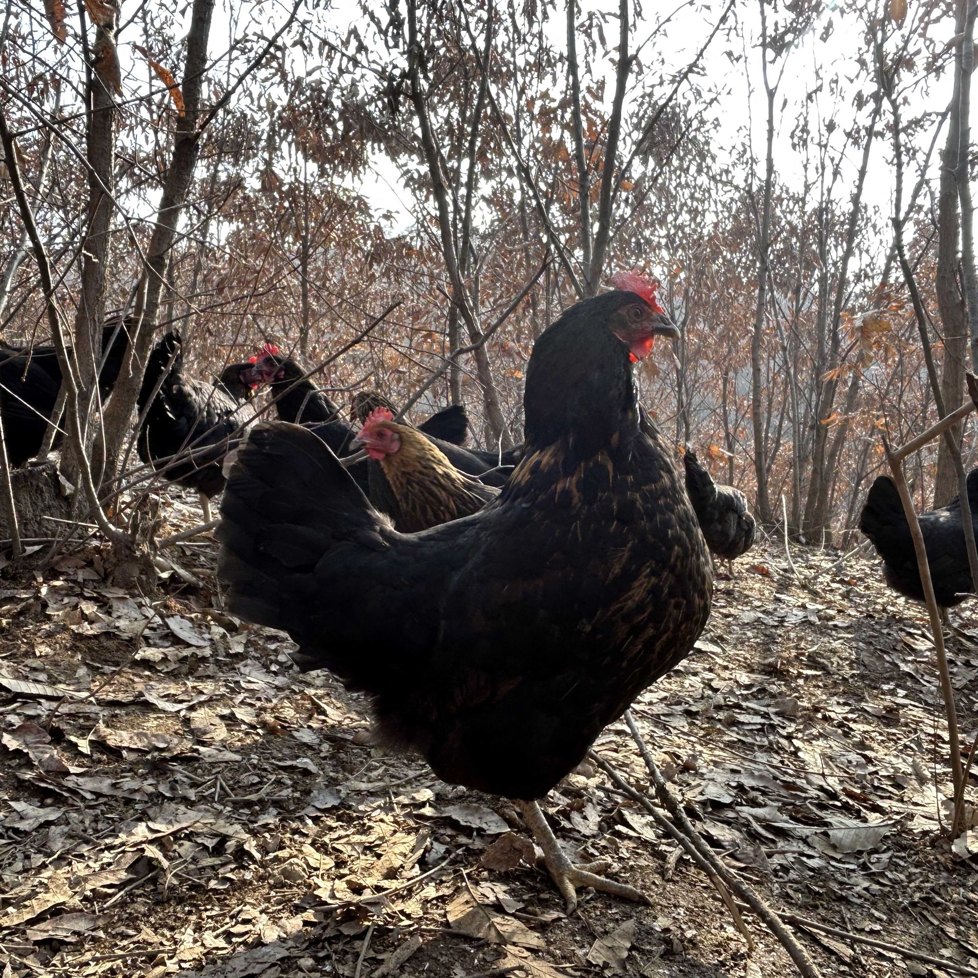 三年正宗高山散养跑山鸡优选黄油土老母鸡月子鸡现抓现杀人工拔毛